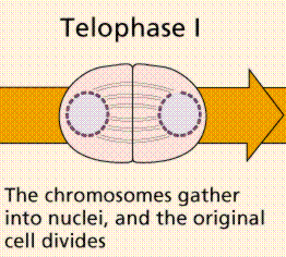 Telophase Ii