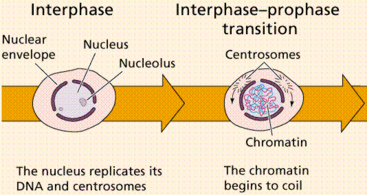 Mitosis 1