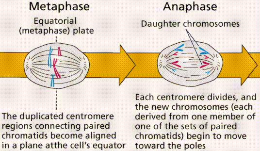 Mitosis 3