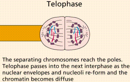 Mitosis 4