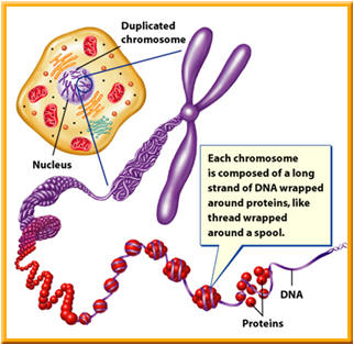 Cell Reproduction